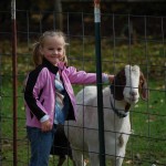 Pumpkin Patch - farm animals