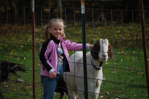 Pumpkin Patch - farm animals