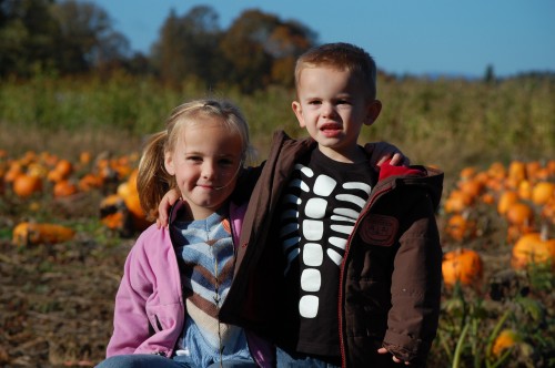 Pumpkin Patch - pumpkins