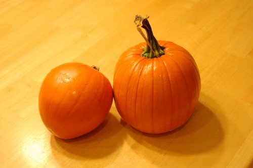 Pumpkin Patch  - small pumpkins